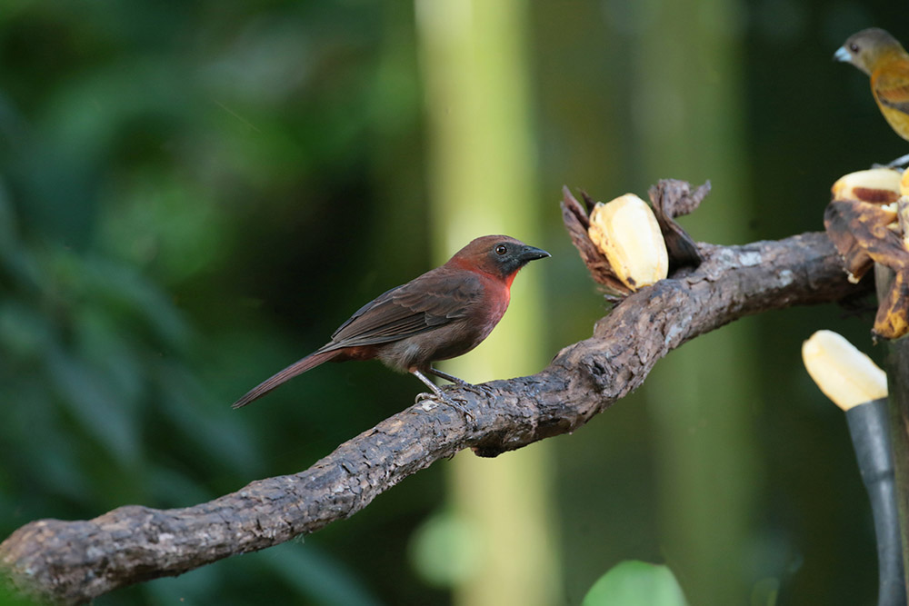 Red-throated Ant Tanager